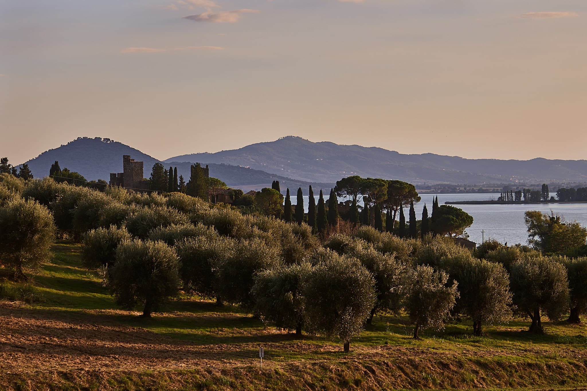 Tour degli Oliveti & Pranzo Leggero