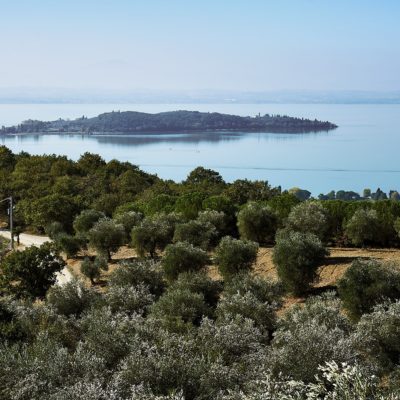 Fattoria Luca Palombaro raccolta 2018 (7)