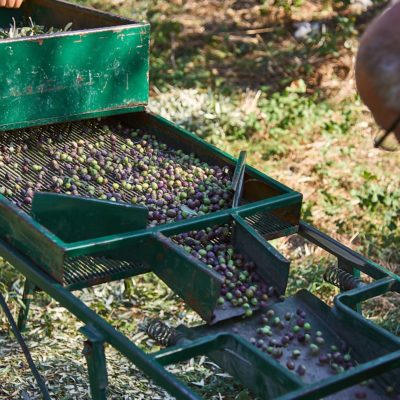 Fattoria Luca Palombaro raccolta 2018 (9)